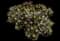 Candelabra euphorbia — design image 6