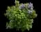 Common Lilac — design image 12