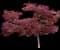Red Dragon Japanese Maple Tree — design image 5