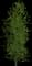 European Aspen — design image 1