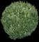 Evergreen Japanese Euonymus Shrub — design image 16