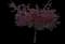 Crabapple Tree — design image 13