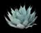 Parry's Agave — design image 8