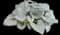 Heartleaf Brunnera — design image 3