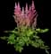 Japanese Astilbe — design image 5