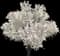 Yoshino Cherry Tree — design image 2