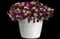 Trixi® 'Double Take' — design image 2