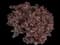 Barberry Bush — design image 8