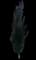 Columnar Green Beech — design image 1