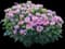 Pardon My Lavender II™ Bee Balm — design image 4