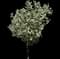 Crabapple Tree — design image 9
