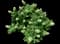 Oakleaf Hydrangea Shrub — design image 8