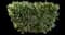 Cherry Laurel Shrub — design image 10