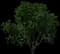 Persian Ironwood — design image 1