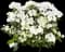 Fairytrail Bride® Cascade Hydrangea — design image 1