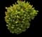 Coco plum — design image 3