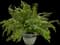 Macho™ Fern — design image 2