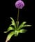 Flowering Onion — design image 8