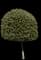 Coast Live Oak — design image 4
