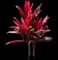 'Red Sister' Cabbage Palm — design image 18
