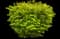 Cole's Compact Burning Bush — design image 1