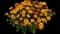 Cheers™ Tangerine Calendula officinalis — design image 1
