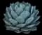Parry's Agave — design image 2