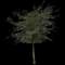 Live Oak Tree — design image 9