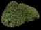 Robin™ Red Holly Tree — design image 1