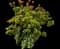 Jade Plant — design image 9