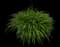 Daylilly — design image 13