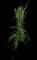 Feather Reed Grass — design image 9