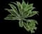 Variegated Fox Tail Agave — design image 4