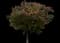 Red Buckeye — design image 5