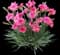 Scent First® Eternity Dianthus Plant — design image 1