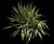 Yucca filamentosa — design image 12
