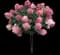 Fire Light® Panicle Hydrangea — design image 1