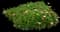 African Daisy (Osteospermum ecklonis) — design image 3