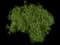 Bronxensis Dwarf Forsythia — design image 3