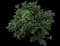 Butterfly Bush — design image 10