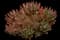 Mitre Aloe — design image 1