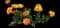 Tulip 'Sun Lover' — design image 2