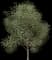 American Beech — design image 3