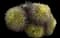 Golden Barrel Cactus — design image 4