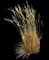 Karl Foerster Grass — design image 9