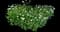 Shasta Daisy — design image 6