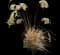 Maiden Grass — design image 6