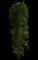 Columnar Buckthorn — design image 5