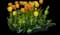 Tulip 'Beauty Of Spring' — design image 2