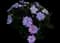 Vigorous Orchid SunPatiens — design image 2